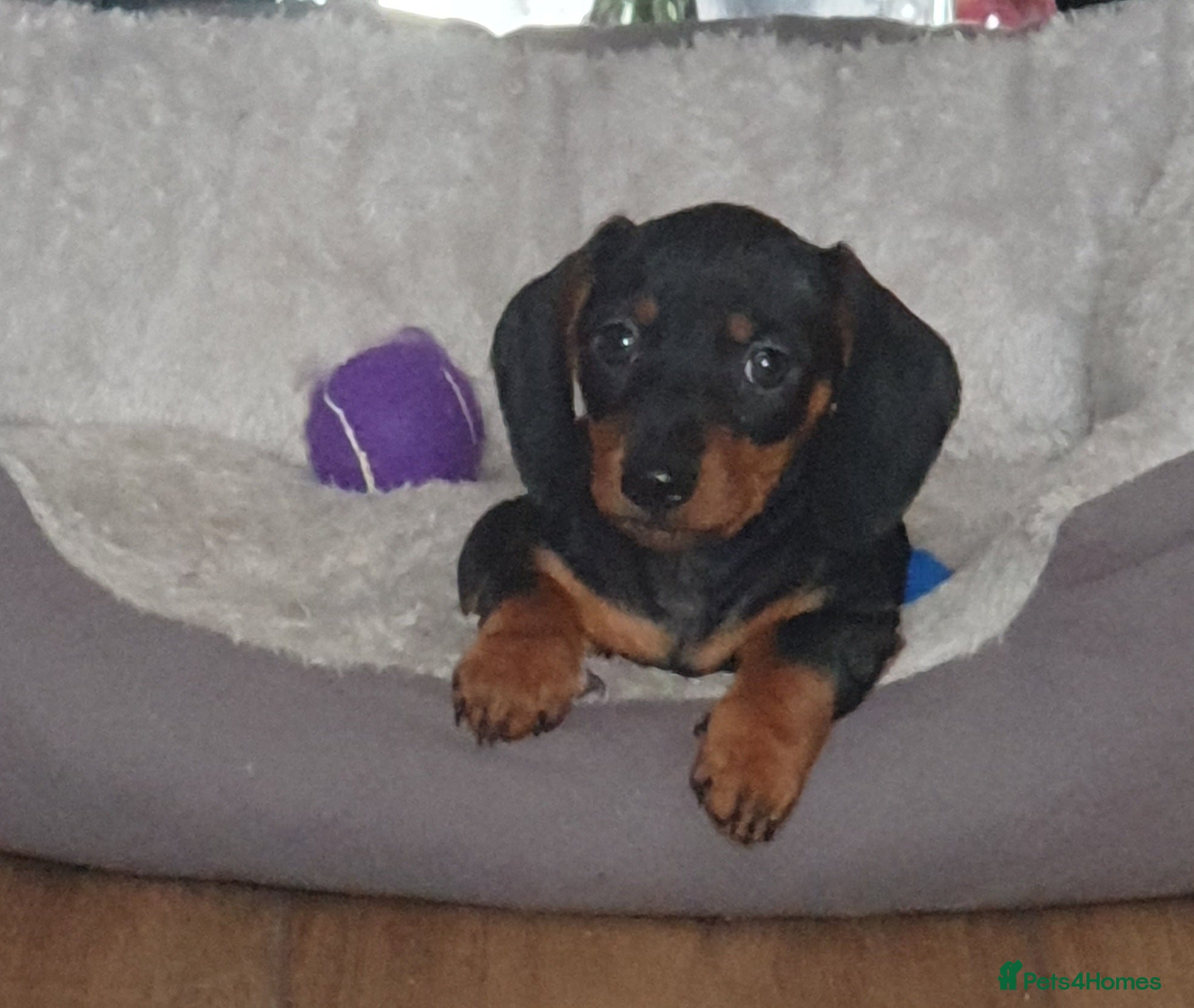 Miniature Dachshund dogs 2 tiny mini dachshund boys ready thurs in Chester-le-Street - Advert 1