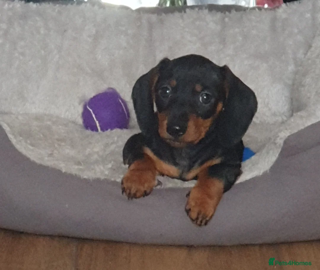 Miniature Dachshund dogs for sale: 2 tiny mini dachshund boys ready thurs in Chester-le-Street - Advert 1