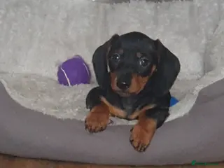 Miniature Dachshund dogs 2 tiny mini dachshund boys ready thurs in Chester-le-Street - Advert 1