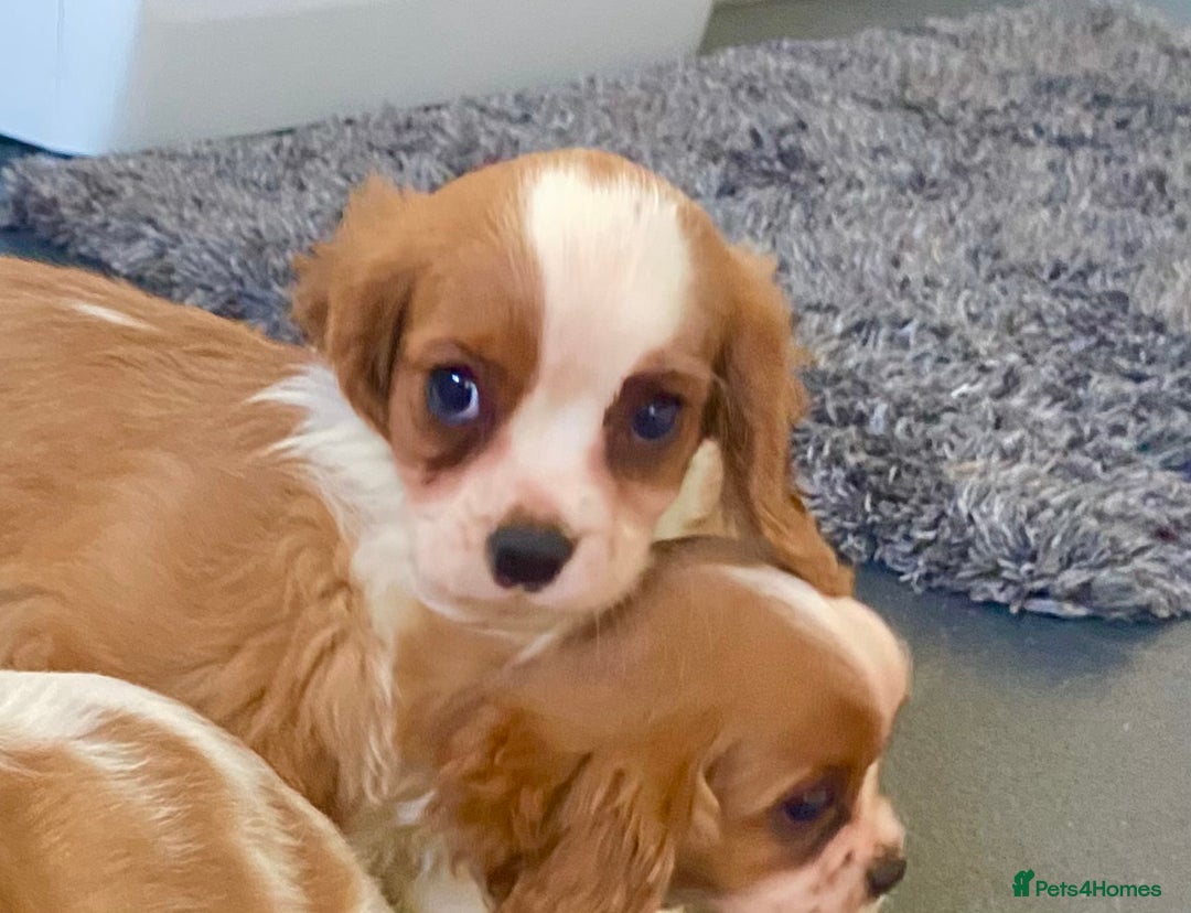Cavalier King Charles Spaniel dogs for sale: Beautiful litter of King Charles Cavaliers - Image 18