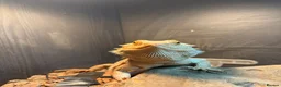 Bearded Dragon reptiles for sale: Lorraine the Bearded Dragon! - Advert 2