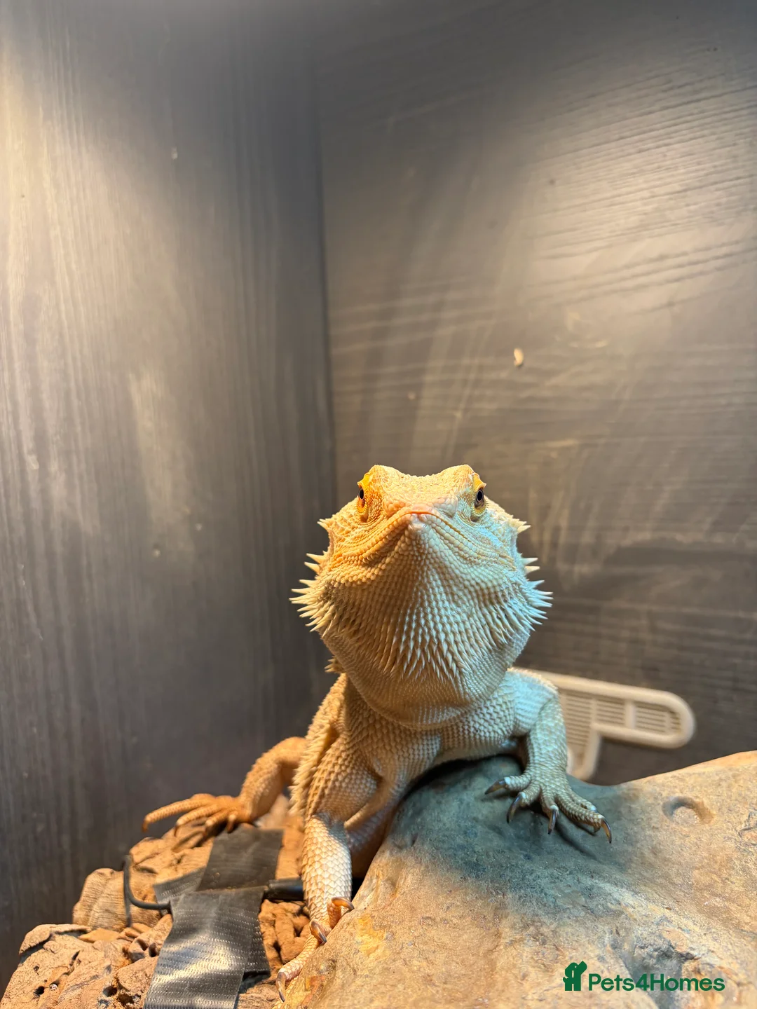Bearded Dragon reptiles for sale: Lorraine the Bearded Dragon! - Advert 2