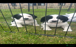 Cocker Spaniel dogs for sale: Stunning KC health tested Cocker pups  - Image 10