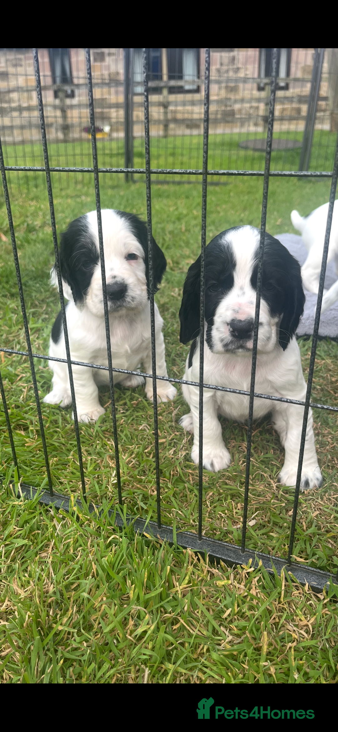 Cocker Spaniel dogs for sale: Stunning KC health tested Cocker pups  - Image 10