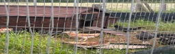 Hens poultry for sale: Wheaten and cuckoo Maran pullets - Advert 3