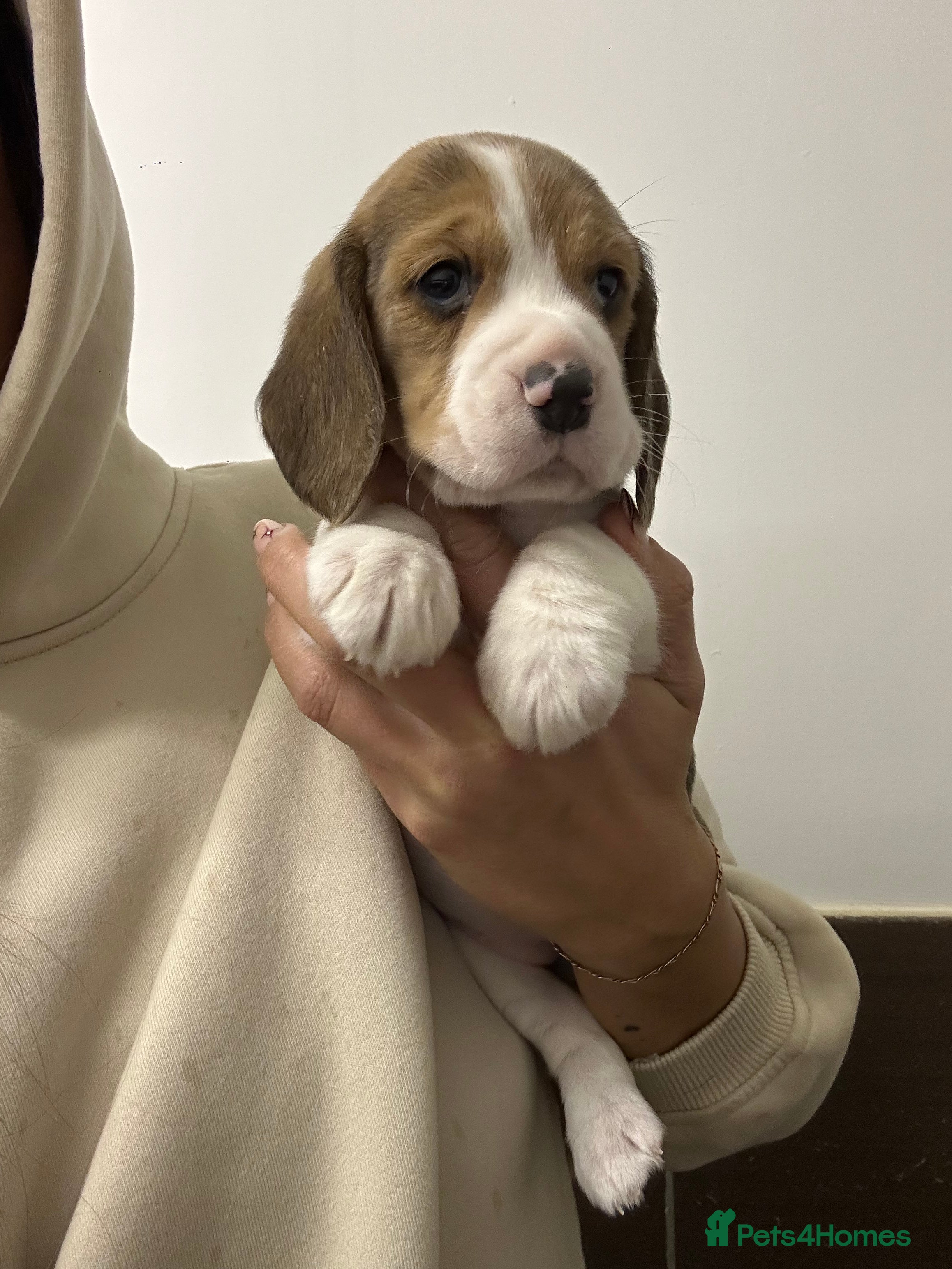 Beagle dogs KC Reg Beagle Girl 💕 - Advert 16