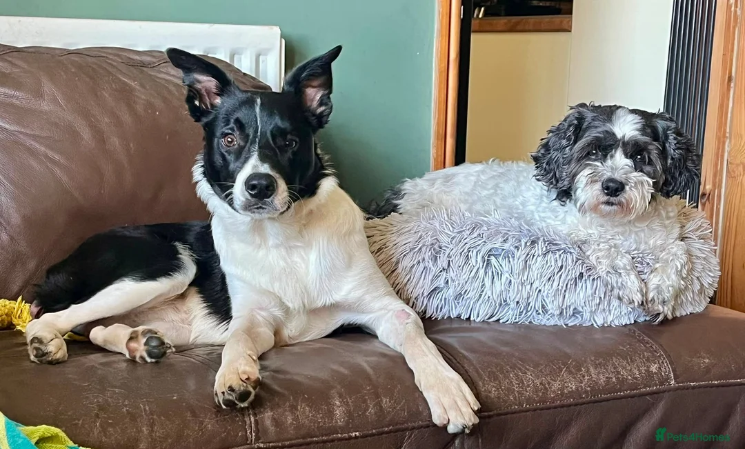 Border Collie dogs for adoption: Merlin - Adopt a Collie in Cheddar - Advert 2