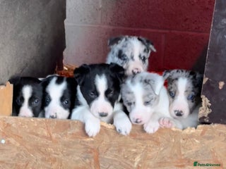 Border Collie dogs for sale - Advert 1