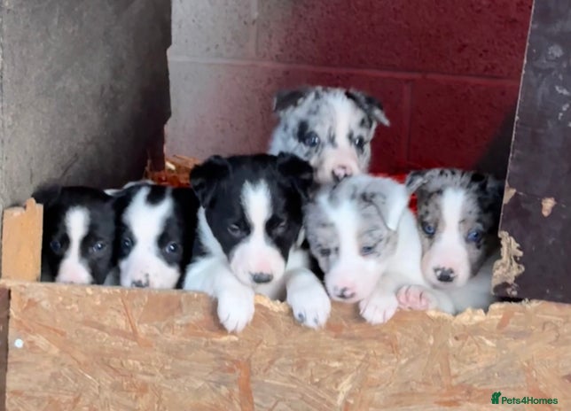 Border Collie dogs - Advert 2