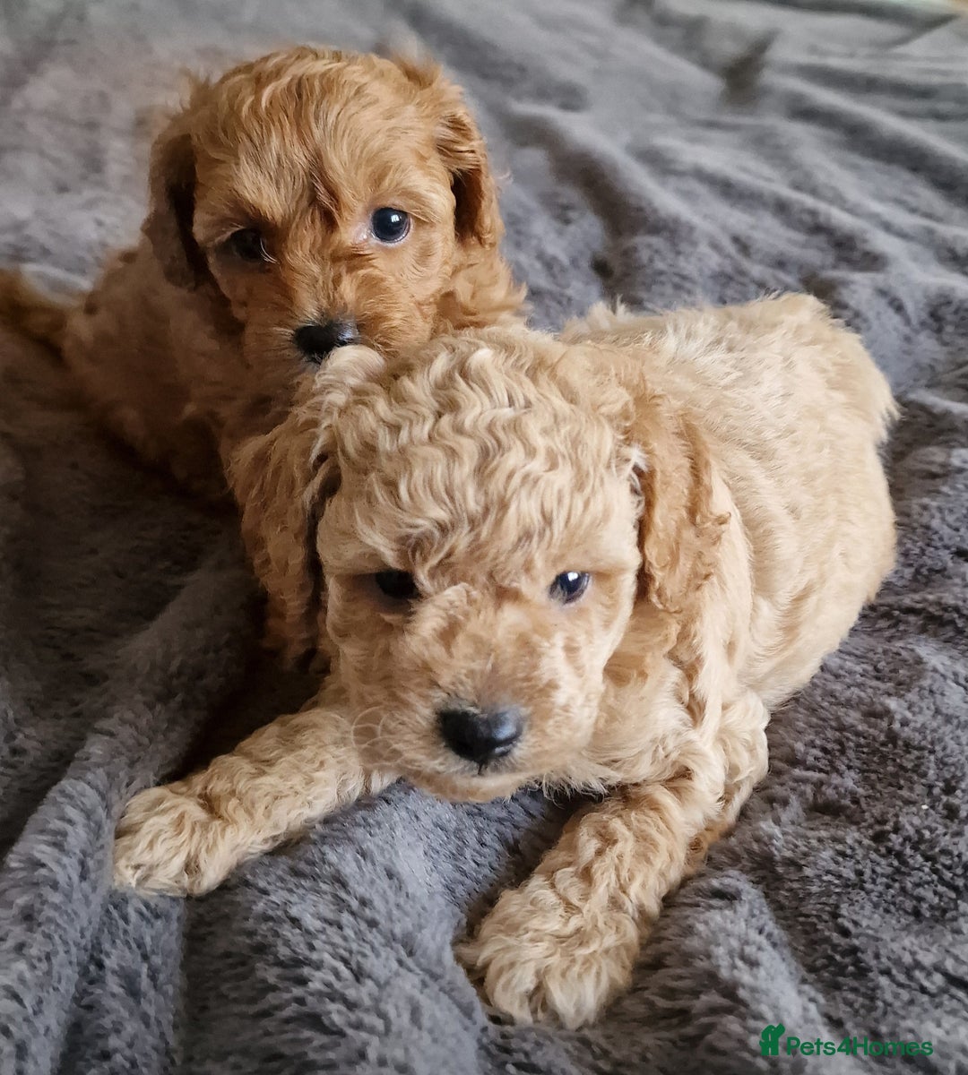 Cavachon dogs for sale: Gorgeous litter cavapoochon puppies - Image 6