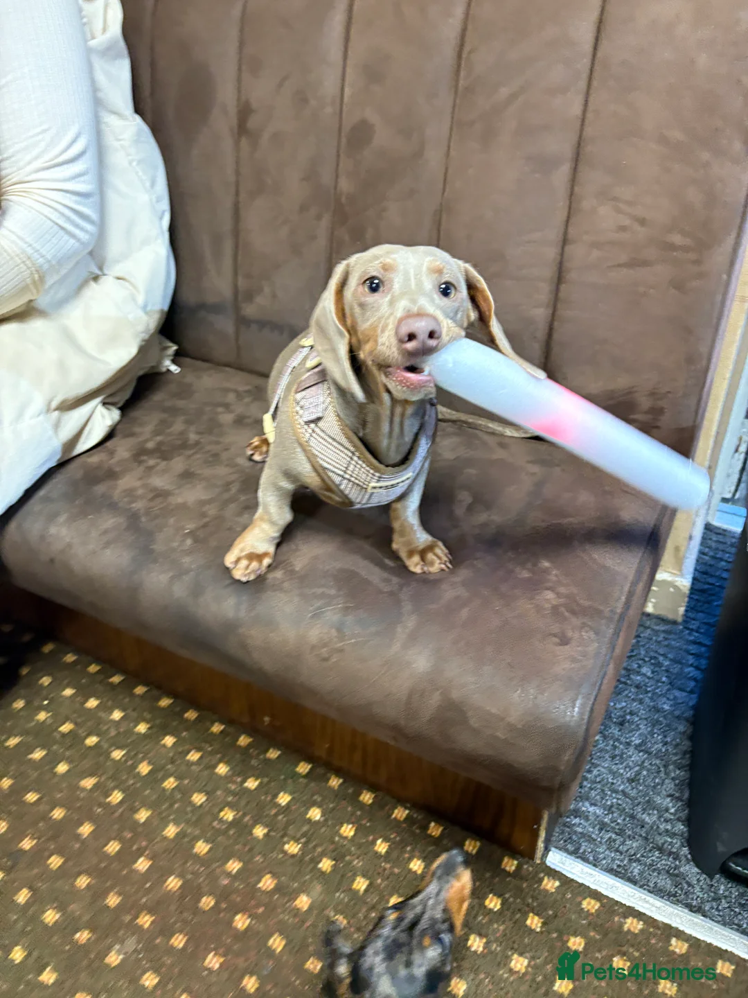 Dachshund dogs for stud: Isabella and tan STUD - Advert 7