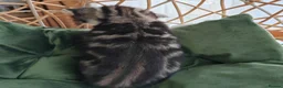 Mixed Breed cats for sale: Marble Bengal cross  - Advert 10