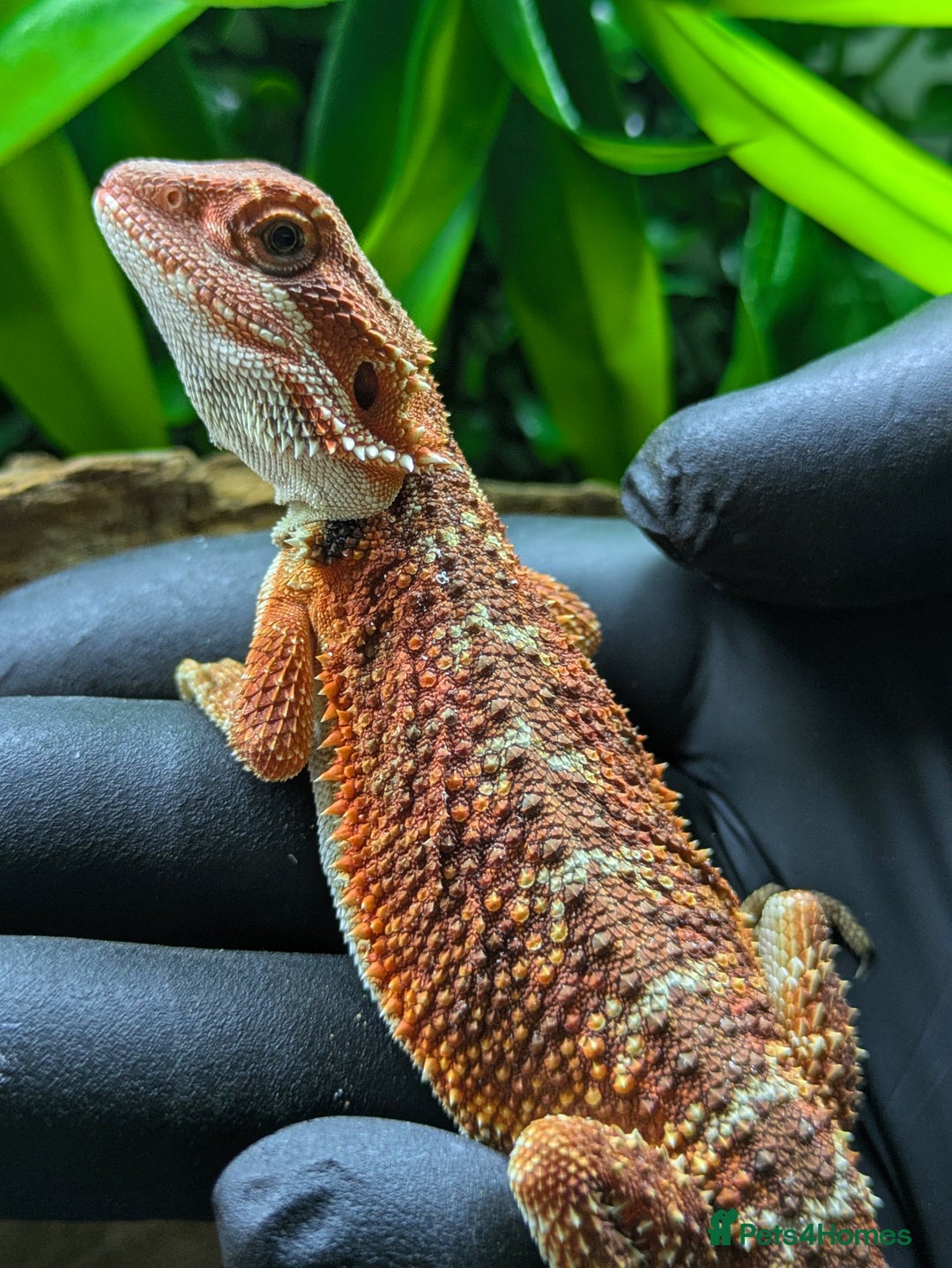 Bearded Dragon reptiles for sale: Red/orange bearded dragon  - Image 2