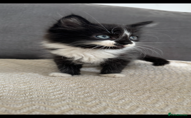Mixed Breed cats - Advert 13