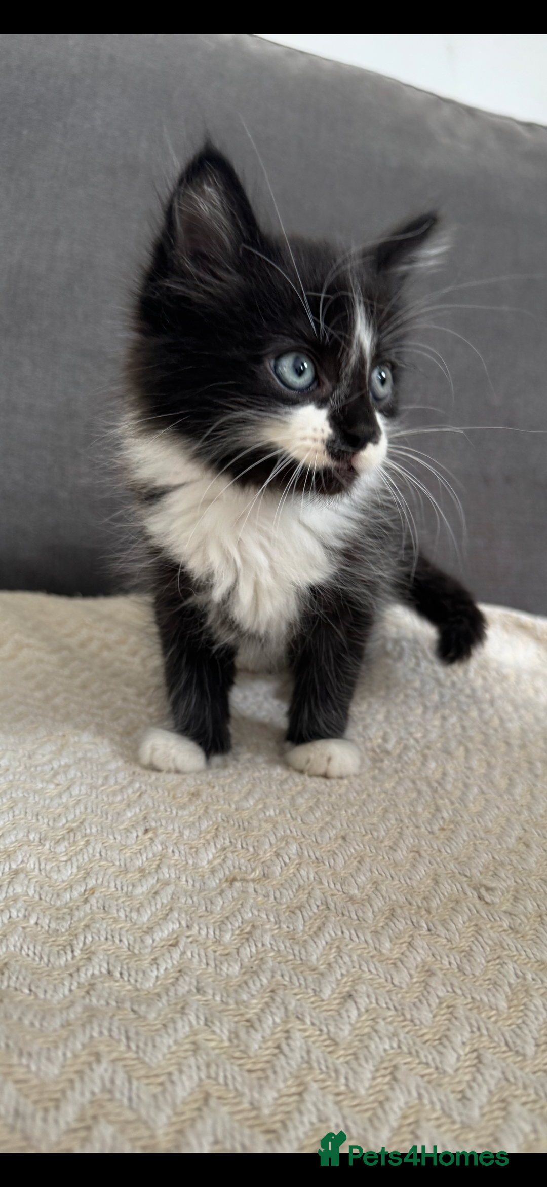 Mixed Breed cats for sale: Beautiful Mixed Breed Kitten  - Image 3