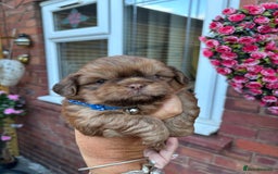 Shih Tzu dogs for sale: Shihtzu imperial  - Image 7