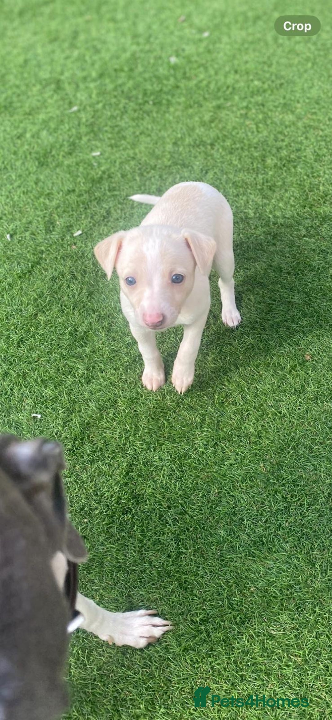 Italian Greyhound dogs for sale: Italian greyhound puppies - Image 23