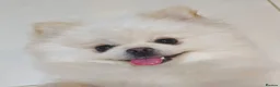 Pomeranian dogs for sale: 3 white Pomeranian puppies  - Advert 3