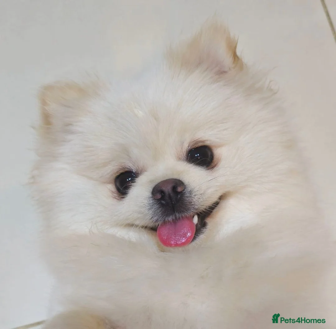 Pomeranian dogs for sale: 3 white Pomeranian puppies  - Advert 3