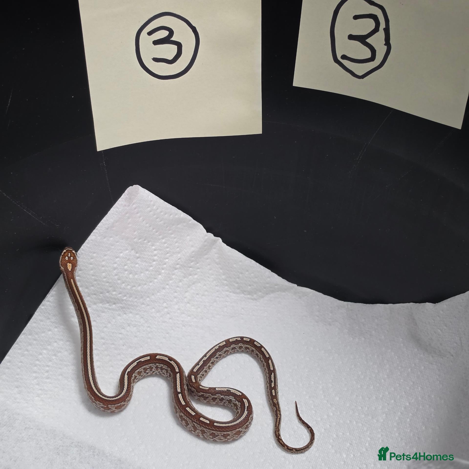 Corn Snake reptiles Various baby corn snakes unsexed x9 Bolton - Advert 8