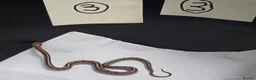 Corn Snake reptiles for sale: Various baby corn snakes unsexed x13 Bolton - Advert 3