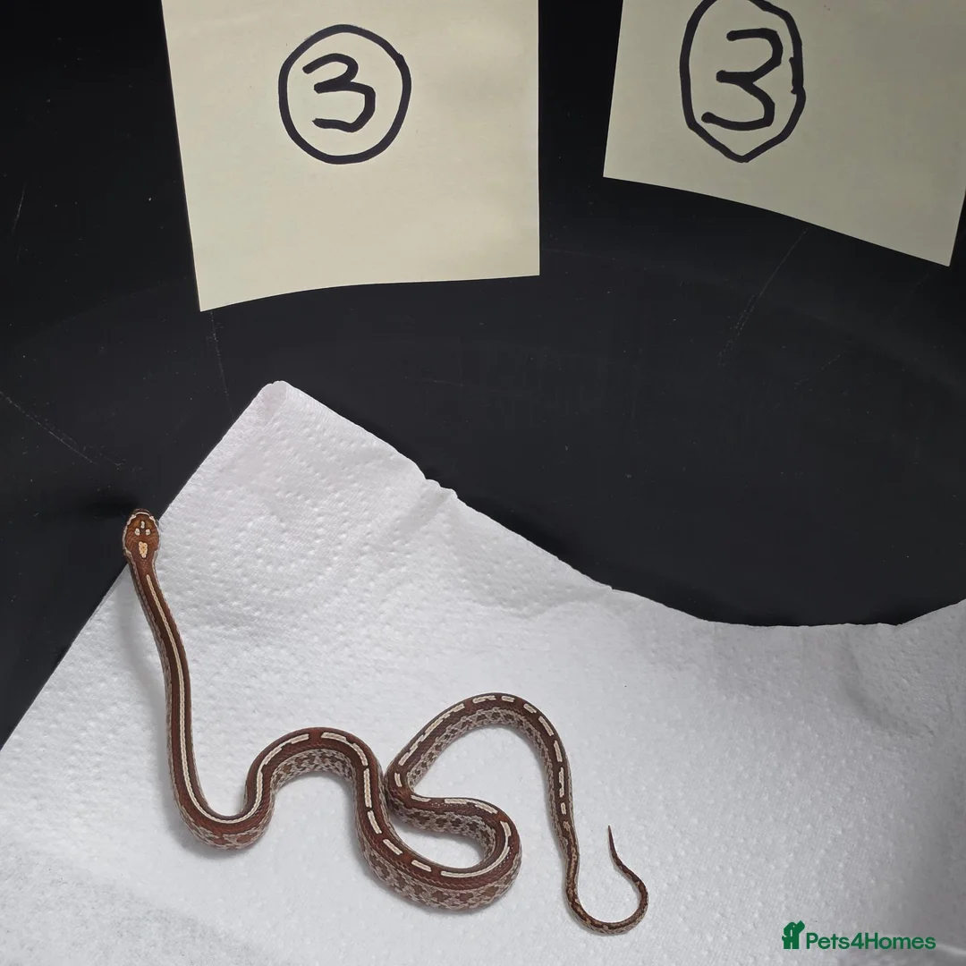 Corn Snake reptiles for sale: Various baby corn snakes unsexed x9 Bolton - Advert 2