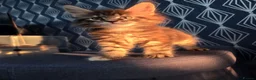 Maine Coon cats for sale: 🌟 1 Stunning Torbie girl left 🌟 TICA reg'd🌟 - Advert 13