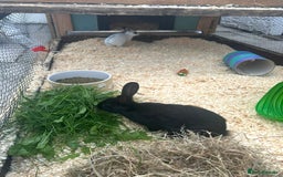 Mini Lop rabbits for sale: Loly & Popp mini lop boys looking for forever home - Image 2