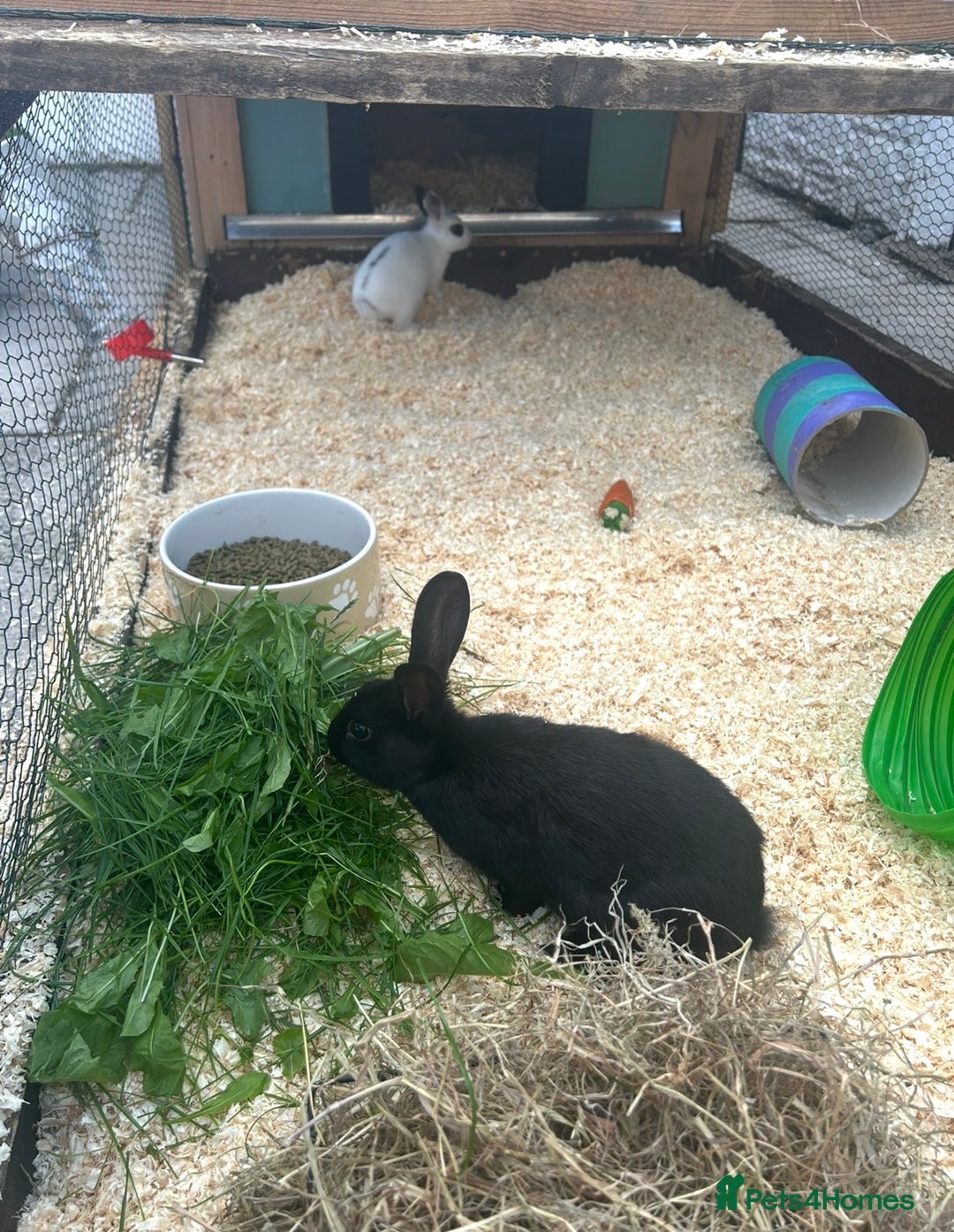 Mini Lop rabbits for sale: Loly & Popp mini lop boys looking for forever home - Image 2