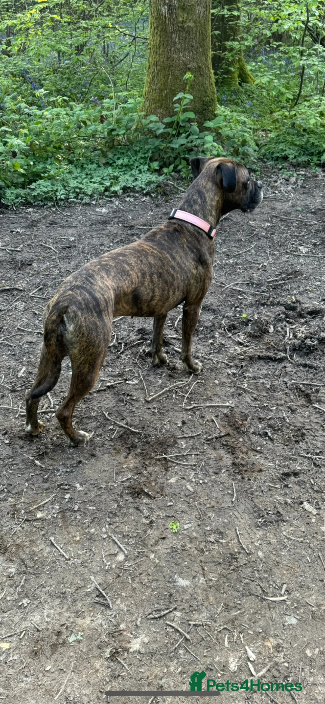 Mixed Breed dogs for sale: 6 year old boxer x perfect for a family   - Advert 2
