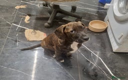 Mixed Breed dogs for sale: Cute little princess  - Image 2