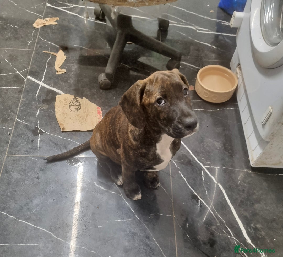 Mixed Breed dogs for sale: Cute little princess  - Image 2