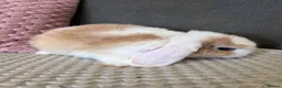 Mini Lop rabbits for sale: Beautiful Mini Lop Rabbits for sale - Advert 9