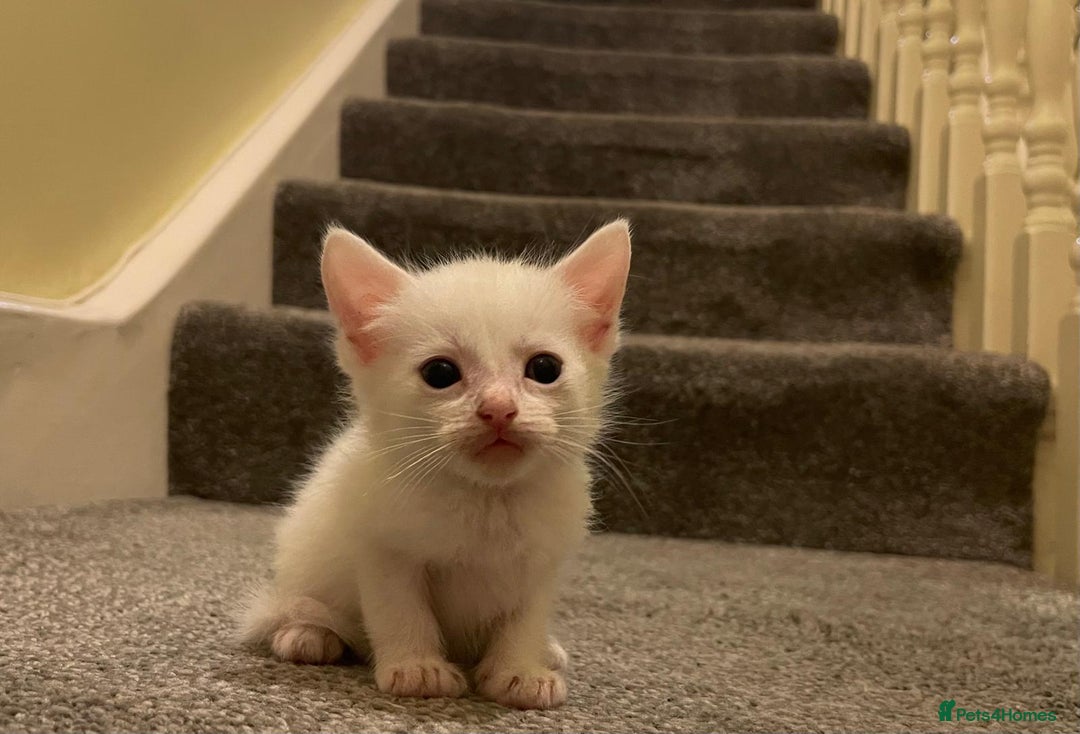 Maine Coon cats for sale: Lovely kitten's needing homes - Image 1