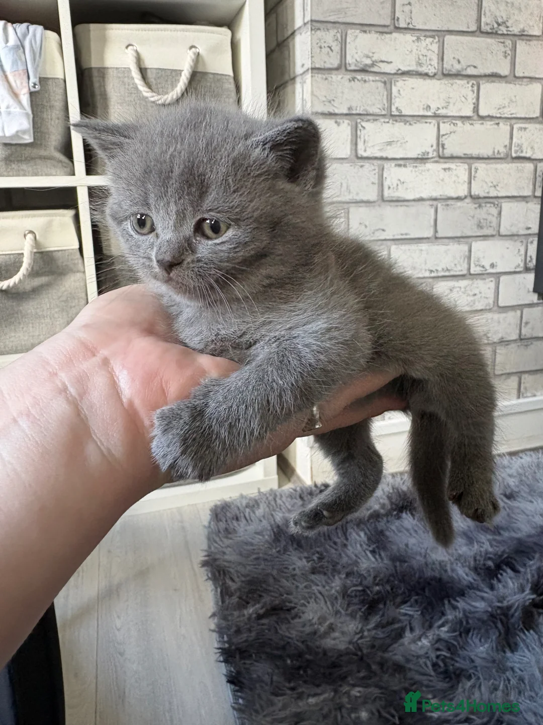 British Shorthair cats for sale: British shorthair / Russian blue  - Advert 1