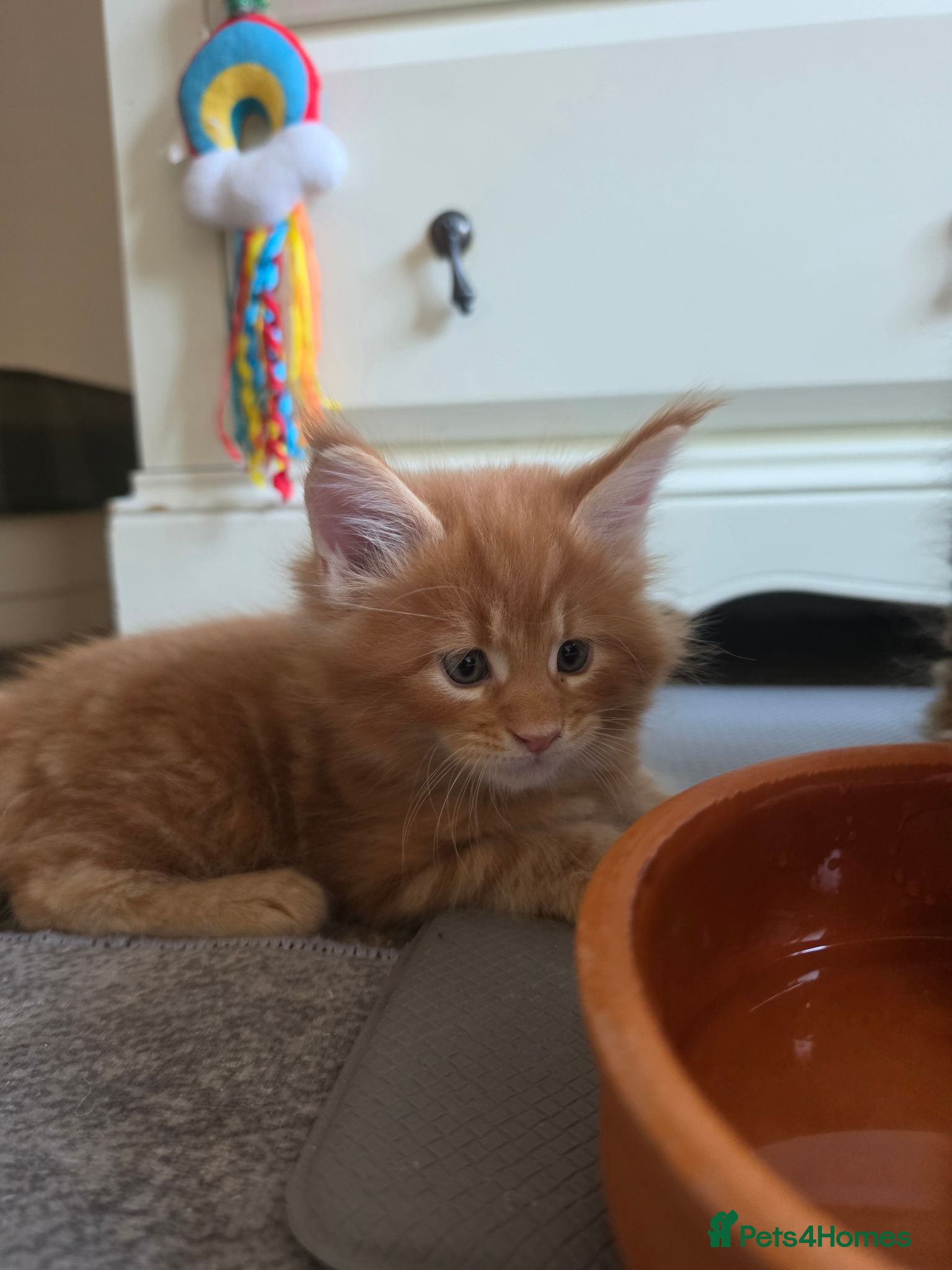Maine Coon cats Vilma - Advert 1