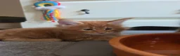 Maine Coon cats for sale: Vilma - Advert 1