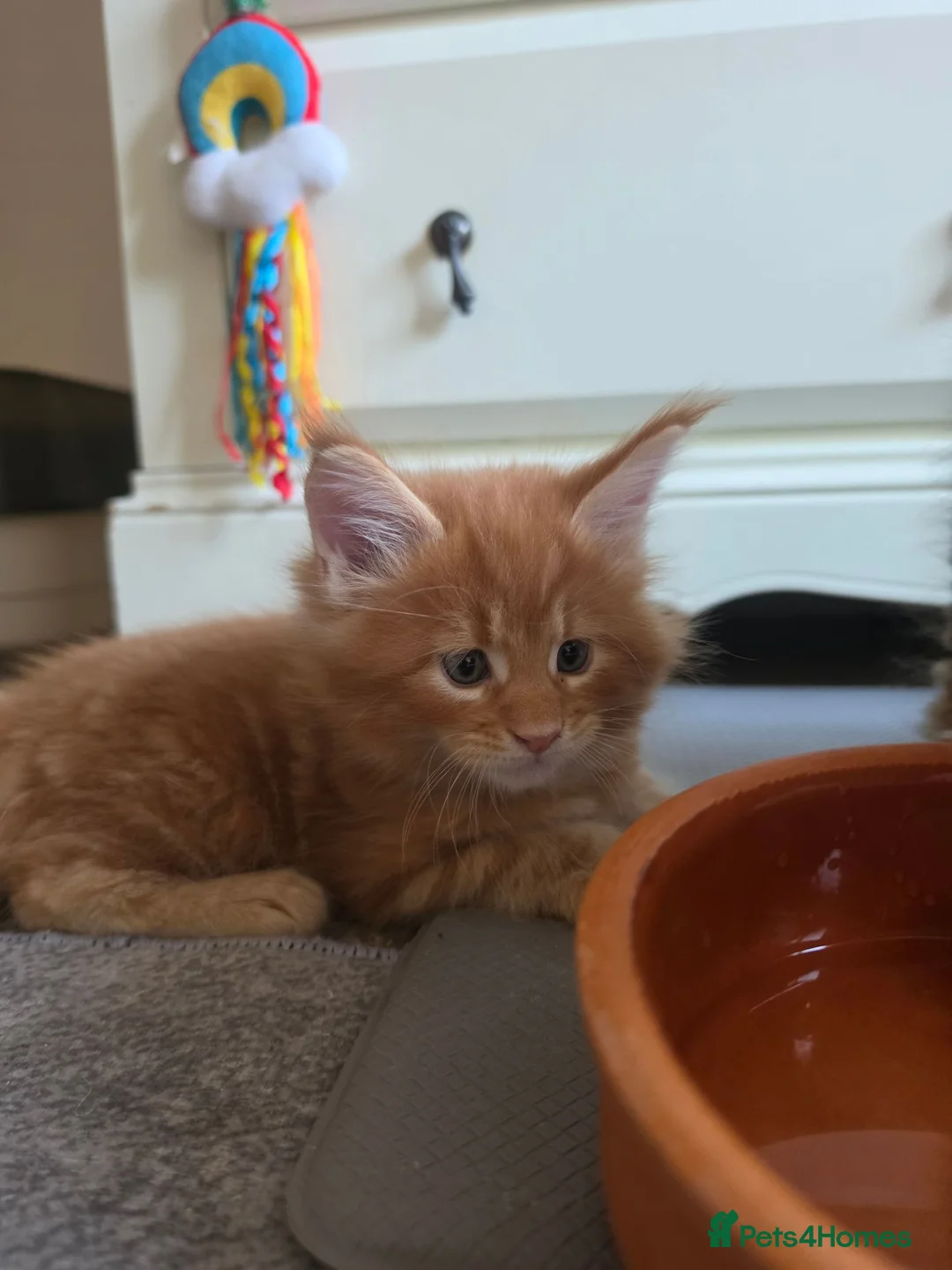 Maine Coon cats for sale: Vilma - Advert 1