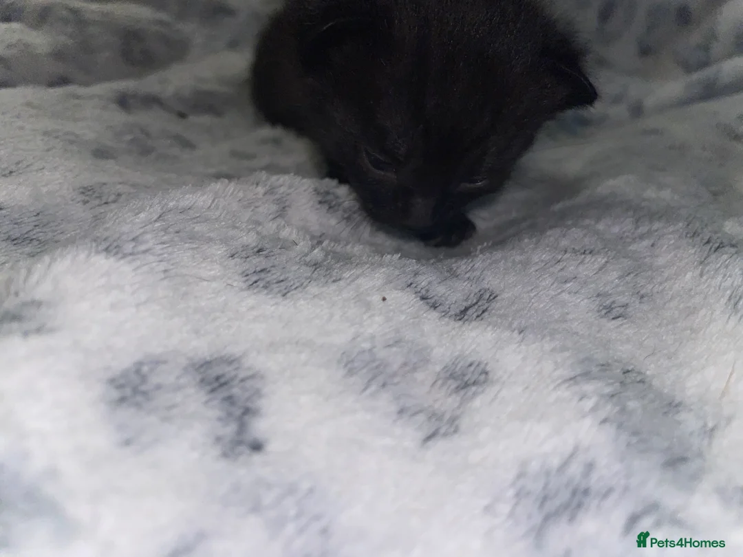 Mixed Breed cats for sale: Beautiful black kitten - Advert 21