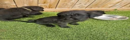 Mixed Breed dogs for sale: Giant schnauzer x Labrador puppies  - Advert 20