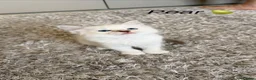 Siberian cats for sale: Beautiful Siberian Kittens – 3 Girls & 4 Boys 💙🩷 - Advert 23
