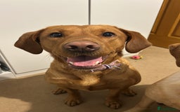 Labrador Retriever dogs for sale: Labrador Retriever Pups - Image 10
