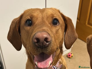 Labrador Retriever dogs - Advert 9