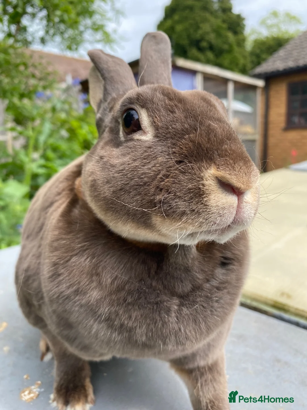 Rex rabbits for sale: Stunning Mini Rex Babies + Standard Rex Does in Spalding - Advert 15