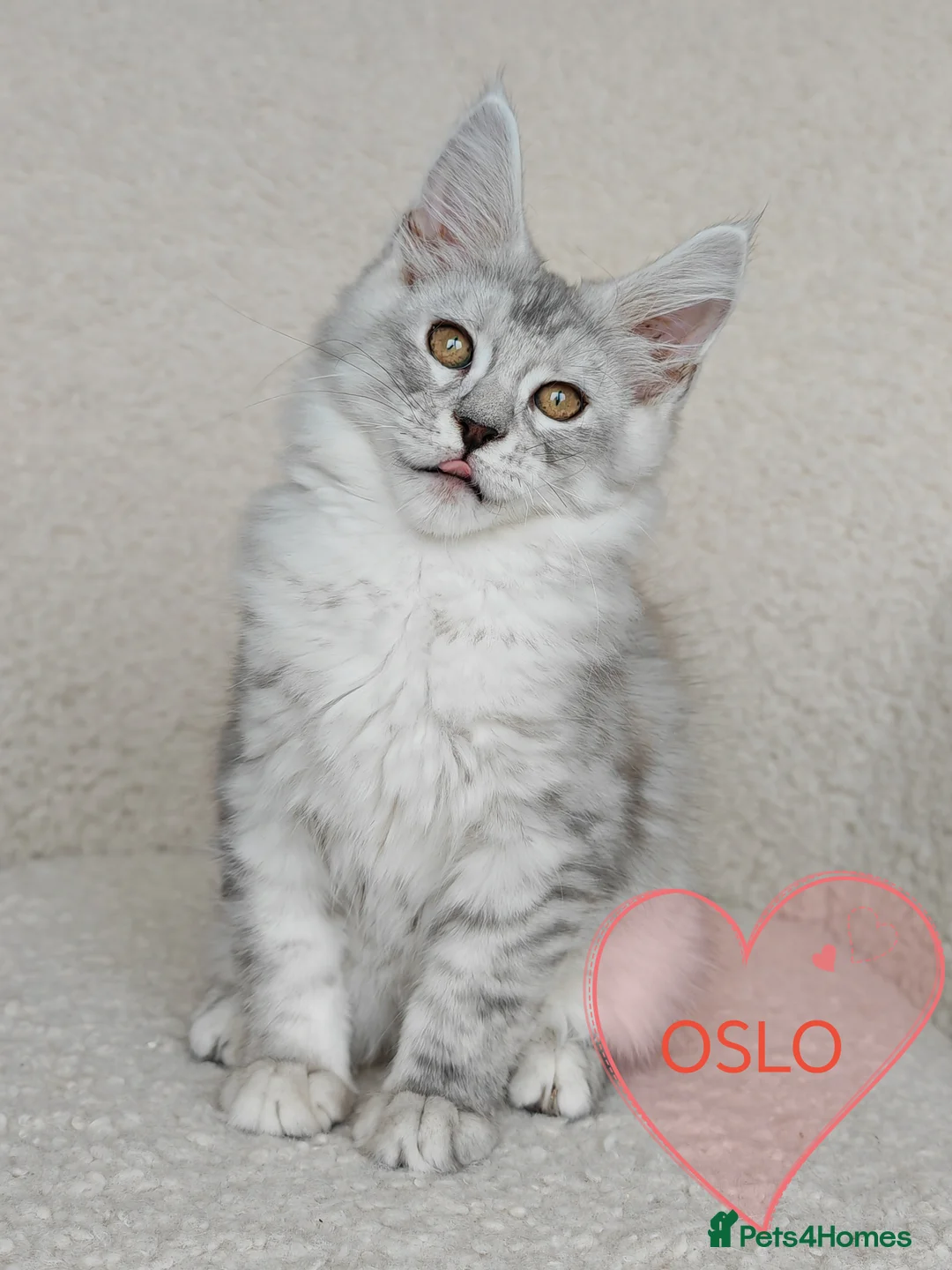 Maine Coon cats for sale: Full pedigree Maine Coon kittens - Advert 7