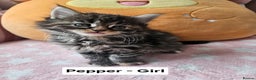 Mixed Breed cats for sale: Beautiful ginger mix long hair maine coon kittens - Advert 31