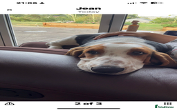 Basset Hound dogs for sale: Basset Hound female puppy-last of litter - Image 6