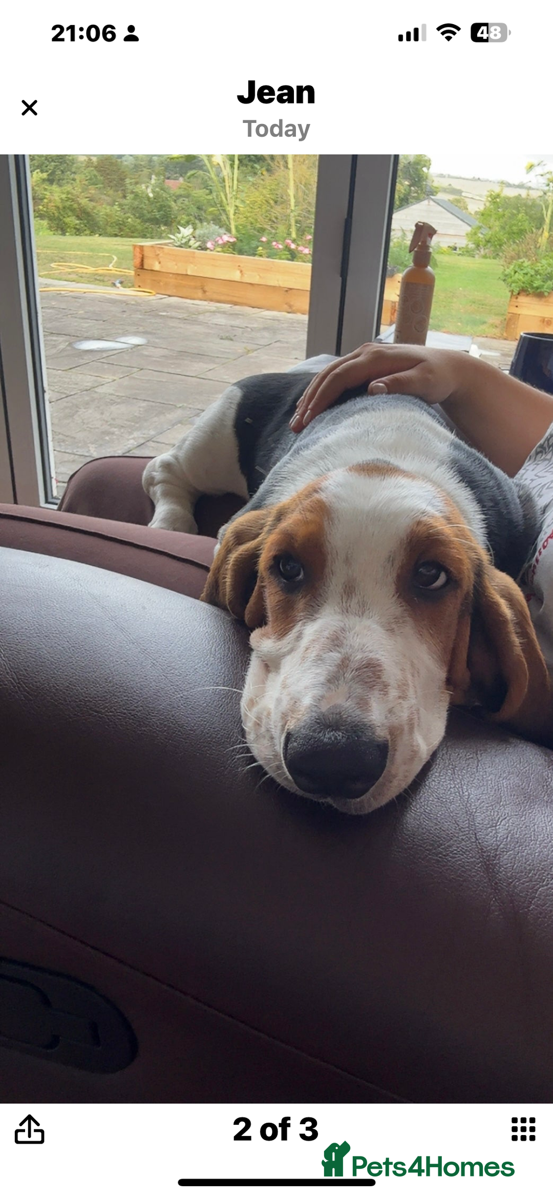 Basset Hound dogs for sale: Basset Hound female puppy-last of litter - Image 6