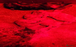 Cockapoo dogs for sale: Beautiful Toy f2 Cockapoos  - Image 17