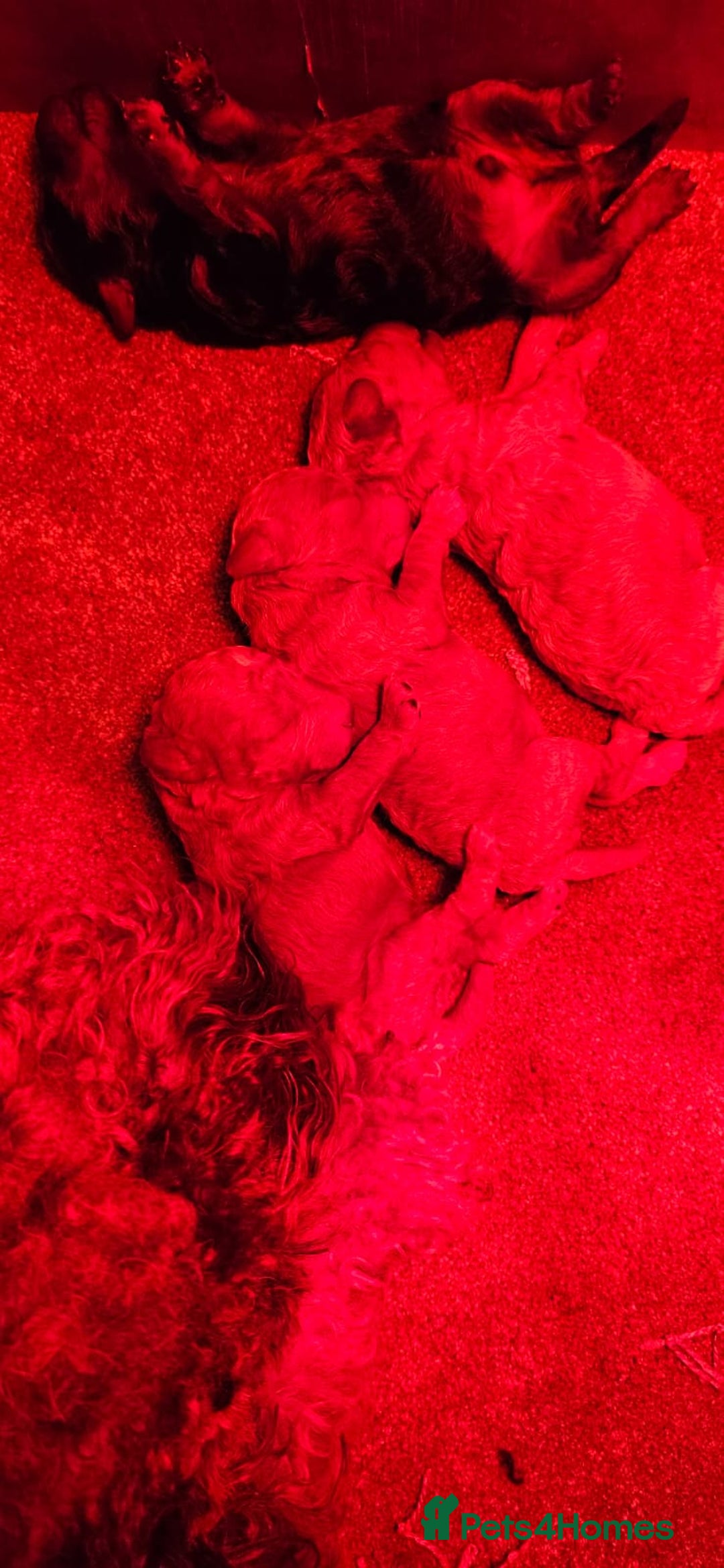 Cockapoo dogs for sale: Beautiful Toy f2 Cockapoos  - Image 17
